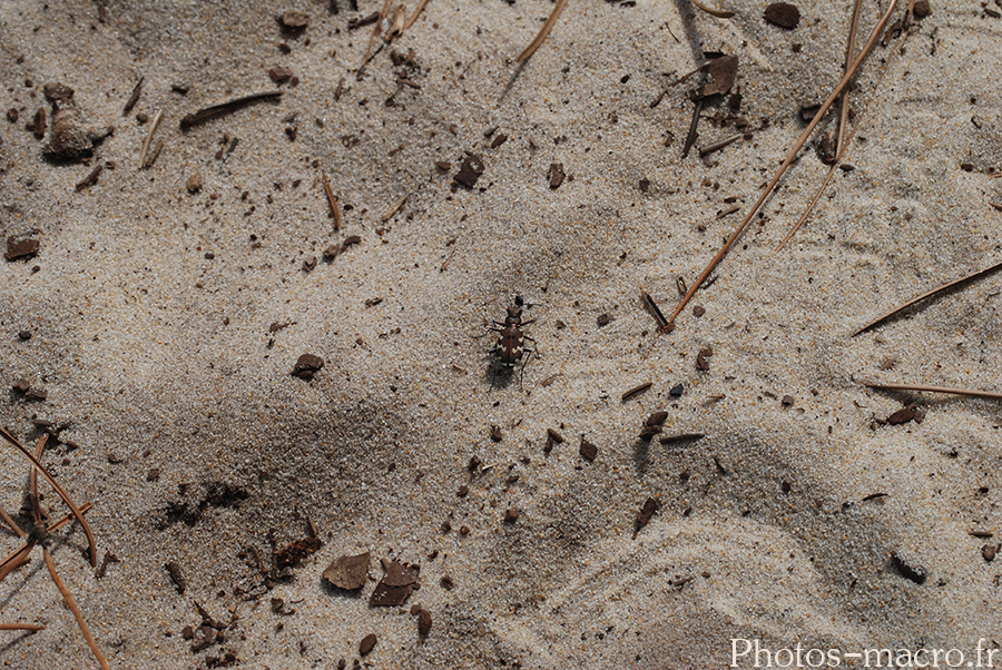 Cicindela hybrida